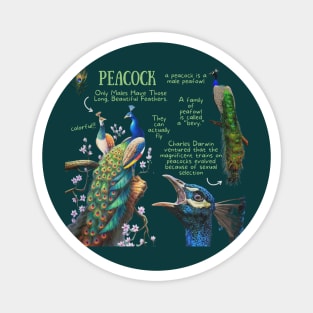 Animal Facts - Peacock Magnet